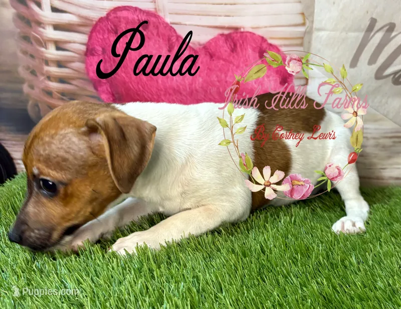 Paula – Jack Russell Terrier puppy for sale in Dover, FL