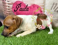 Paula, a female Jack Russell Terrier for sale in Dover, FL – 1 of 6