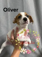 Oliver, a male Jack Russell Terrier for sale in Dover, FL – 3 of 6