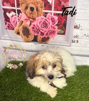 Tadi, a female Maltese and Shih Tzu for sale in Dover, FL – 4 of 6
