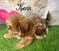Kevin, a male Maltese and Shih Tzu for sale in Dover, FL – 5 of 7