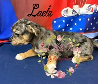 Laela, a female Jack Russell Terrier and Shih Tzu for sale in Dover, FL – 2 of 6