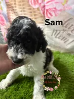 Sam , a male Poodle - Miniature  for sale in Dover, FL – 2 of 5