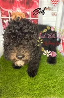Sid, a male Poodle - Miniature  for sale in Dover, FL – 2 of 5