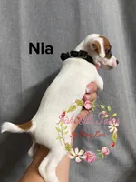 Nia, a female Jack Russell Terrier for sale in Dover, FL – 3 of 6
