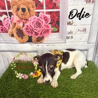 Odie, a female Jack Russell Terrier for sale in Dover, FL – 7 of 7
