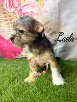 Laela, a female Jack Russell Terrier and Shih Tzu for sale in Dover, FL – 3 of 8