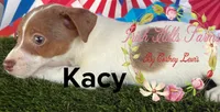 Kacey, a male Jack Russell Terrier for sale in Dover, FL – Photo 3 of 3