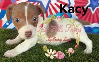 Kacey, a male Jack Russell Terrier for sale in Dover, FL – Photo 1 of 3