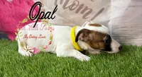 Opal, a female Jack Russell Terrier for sale in Dover, FL – 2 of 9
