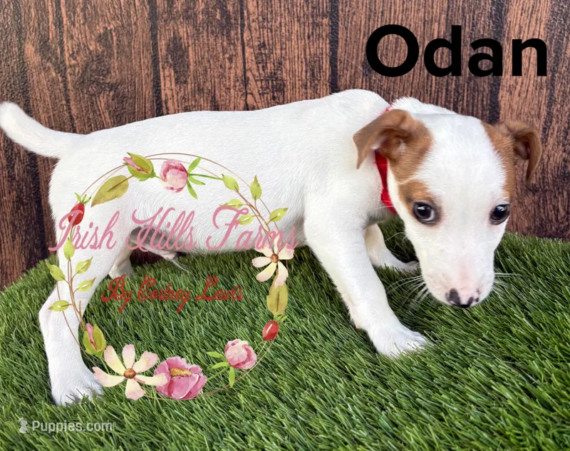 Odan – Jack Russell Terrier puppy for sale in Dover, FL