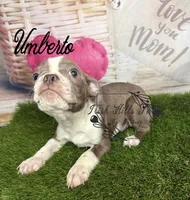 Umberto, a male Boston Terrier for sale in Dover, FL – 2 of 6