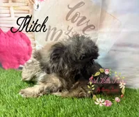 Mitch, a male Shih Tzu for sale in Dover, FL – 8 of 10