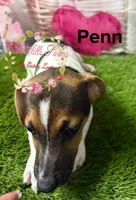 Penn, a male Jack Russell Terrier for sale in Dover, FL – 2 of 3