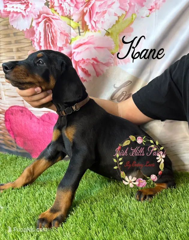 Kane – Doberman Pinscher puppy for sale in Dover, FL