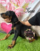 Kane, a male Doberman Pinscher for sale in Dover, FL – 1 of 4