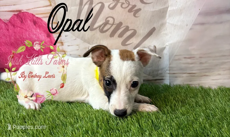 Opal – Jack Russell Terrier puppy for sale in Dover, FL