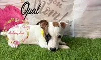 Opal, a female Jack Russell Terrier for sale in Dover, FL – 1 of 9