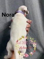 Nora, a female Jack Russell Terrier for sale in Dover, FL – 2 of 5