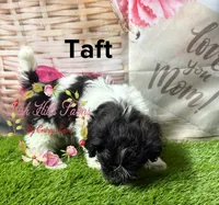 Taft, a male Maltese and Shih Tzu for sale in Dover, FL – 2 of 6