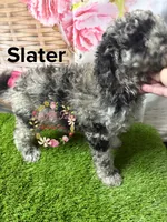Slater, a male Poodle - Miniature  for sale in Dover, FL – 2 of 6
