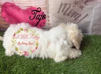 Tajo, a female Maltese and Shih Tzu for sale in Dover, FL – 3 of 5