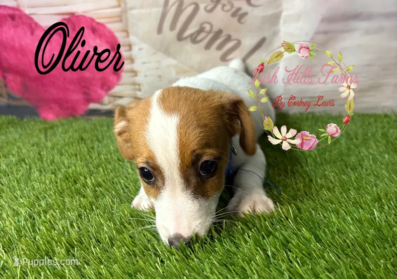 Oliver – Jack Russell Terrier puppy for sale in Dover, FL