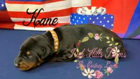 Kane, a male Doberman Pinscher for sale in Dover, FL – 3 of 7