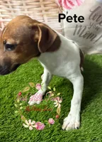 Pete, a male Jack Russell Terrier for sale in Dover, FL – 5 of 5