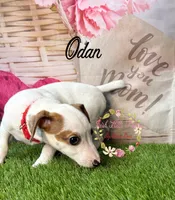 Odan, a male Jack Russell Terrier for sale in Dover, FL – 4 of 6