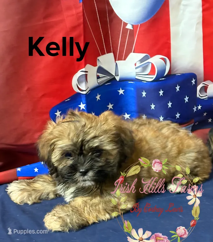 Kelly  – Maltese, Shih Tzu puppy for sale in Dover, FL