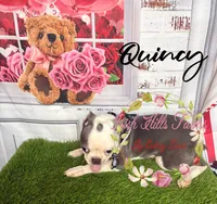 Quincy, a male Boston Terrier for sale in Dover, FL – 6 of 9