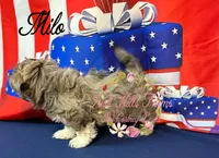 Milo, a male Shih Tzu for sale in Dover, FL – 4 of 9