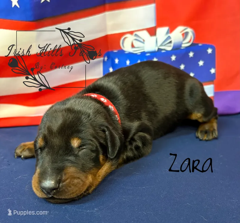 Zara – Doberman Pinscher puppy for sale in Dover, FL