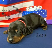 Zara, a female Doberman Pinscher for sale in Dover, FL – 1 of 5