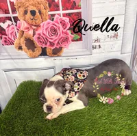 Quella, a female Boston Terrier for sale in Dover, FL – 7 of 10