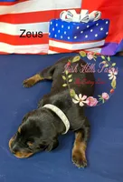 Zeus, a male Doberman Pinscher for sale in Dover, FL – 4 of 6