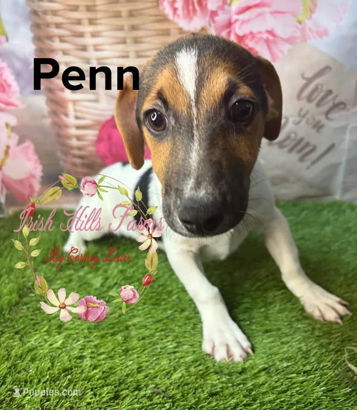 Penn – Jack Russell Terrier puppy for sale in Dover, FL