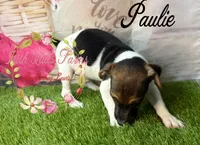 Paulie, a male Jack Russell Terrier for sale in Dover, FL – 3 of 5