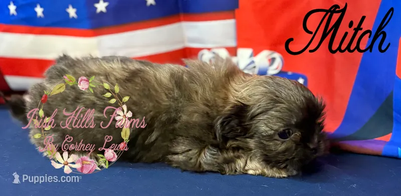 Mitch – Shih Tzu puppy for sale in Dover, FL
