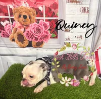 Quincy, a male Boston Terrier for sale in Dover, FL – 2 of 9