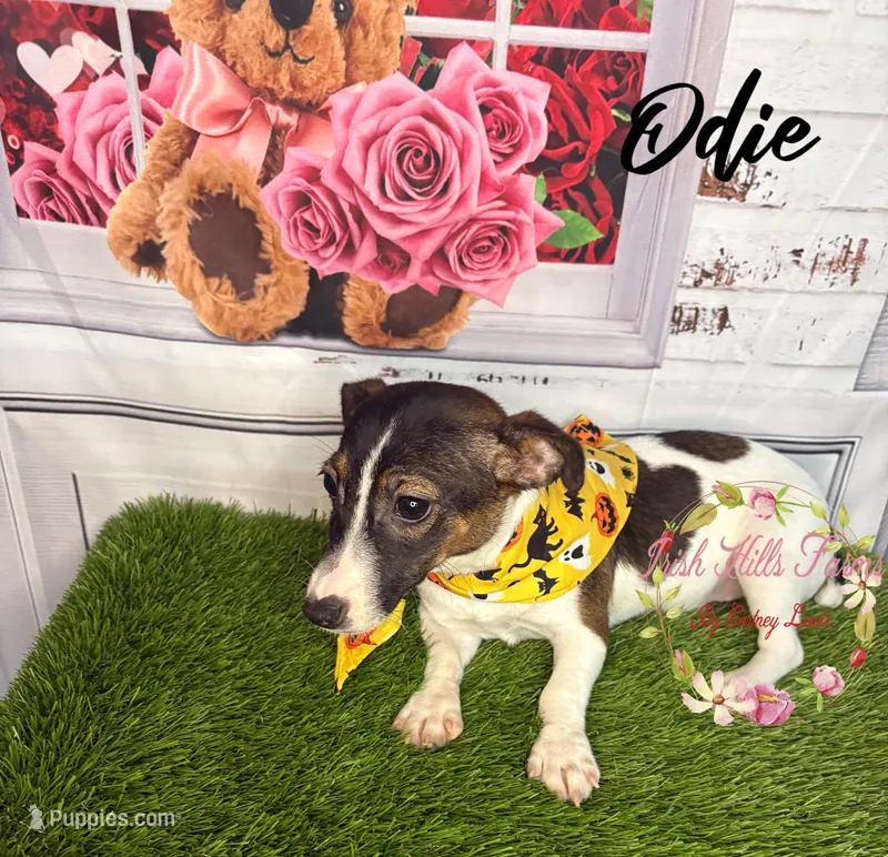 Odie – Jack Russell Terrier puppy for sale in Dover, FL