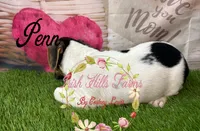 Penn, a male Jack Russell Terrier for sale in Dover, FL – 4 of 5