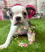 Quincy, a male Boston Terrier for sale in Dover, FL – 3 of 6