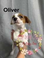 Oliver, a male Jack Russell Terrier for sale in Dover, FL – 6 of 6