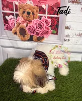 Tadi, a female Maltese and Shih Tzu for sale in Dover, FL – 6 of 6