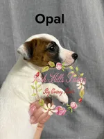 Opal, a female Jack Russell Terrier for sale in Dover, FL – 3 of 3