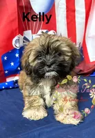 Kelly , a female Maltese and Shih Tzu for sale in Dover, FL – 3 of 9