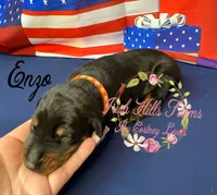 Enzo, a male Doberman Pinscher for sale in Dover, FL – 3 of 5