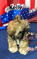 Kelly , a female Maltese and Shih Tzu for sale in Dover, FL – 8 of 9